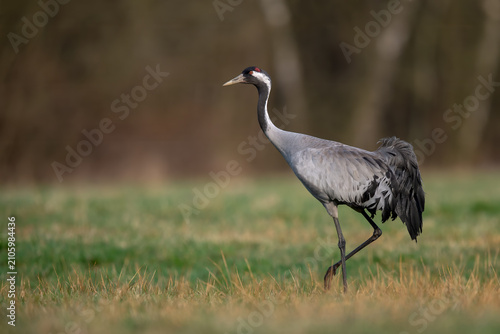 Common Crane walking across meadow in natural habitat
