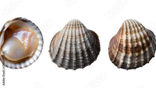 Isolated multiple views of raw edible cockle and scallop shells with mollusk meat