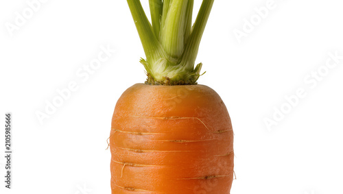 Fotografie Isolated fresh orange carrot with vibrant green leafy tops, healthy raw garden vegetable produce