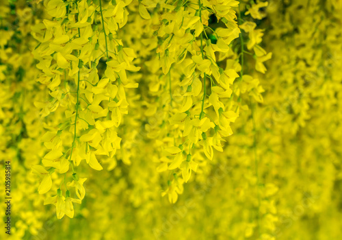 Quadro su tela Golden yellow blossoms cascade from a pergola structure in Conwy, North Wales in