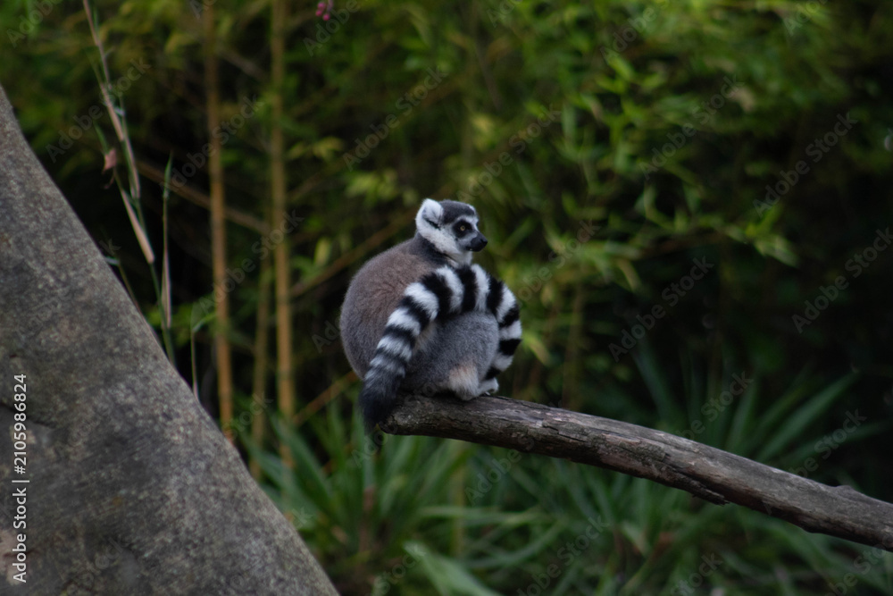 Fototapeta premium ring tailed lemur - Lemur Catta is an endangered species that comes from the island of Madagascar