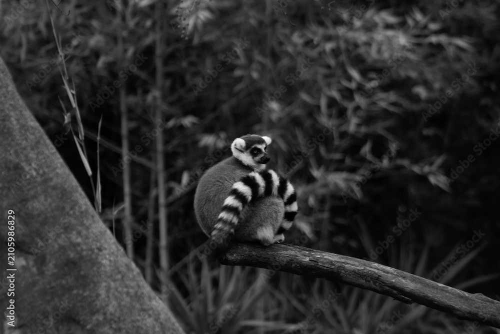 Fototapeta premium ring tailed lemur in black & white- Lemur Catta is an endangered species that comes from the island of Madagascar