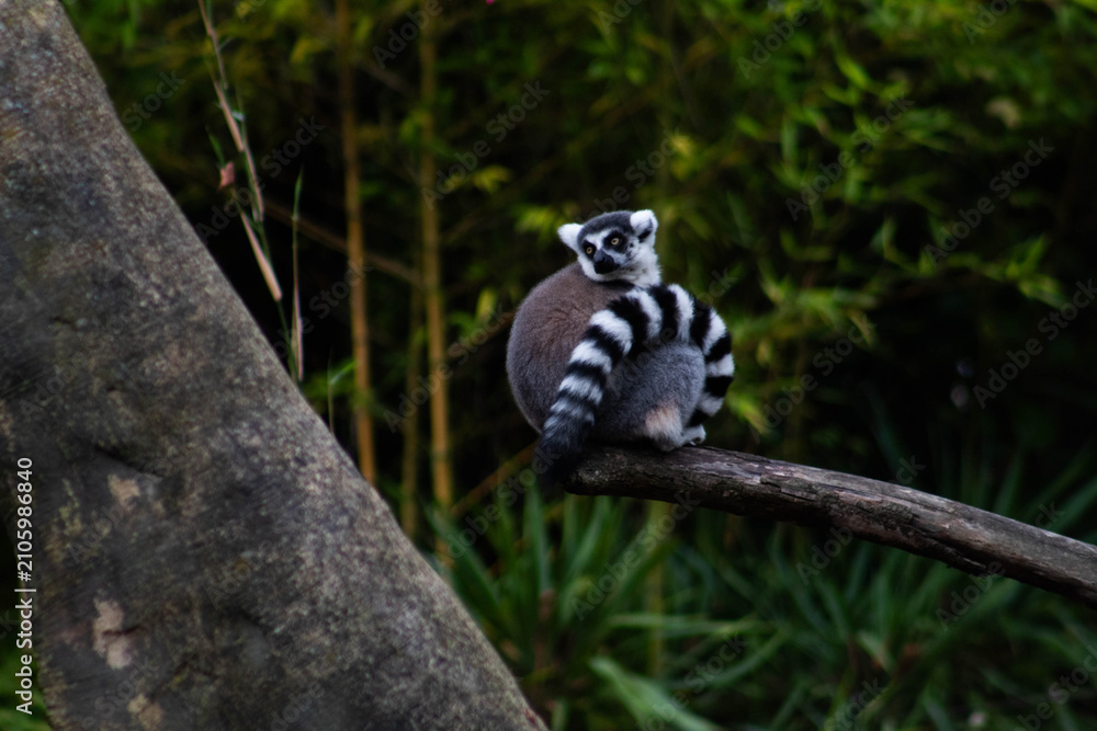Fototapeta premium ring tailed lemur in the trees - Lemur Catta is an endangered species that comes from the island of Madagascar