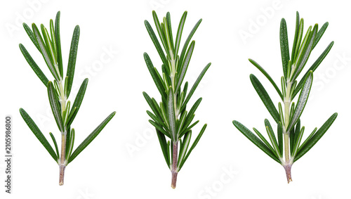 Foto Isolated fresh green rosemary sprigs, healthy fragrant herb for cooking and seasoning food