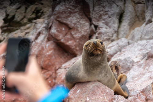 South American sea lion resting on colorful coastal rocks while a tourist takes a photograph at the Ballestas Islands near Paracas, Peru