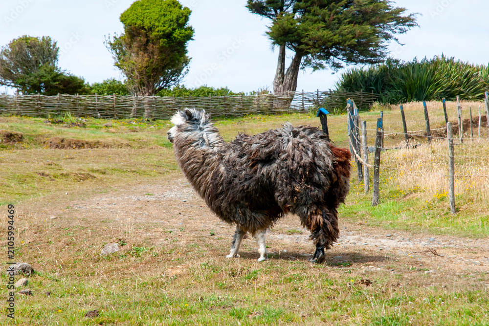 Fototapeta premium Alpaca in Enclosure - Chile