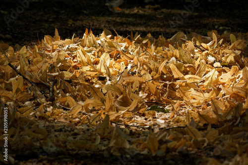 Принти на полотні A pile of dry golden linden (Tilia) bracts and seeds highlighted by a patch of sunlight on a shaded forest floor in a public park