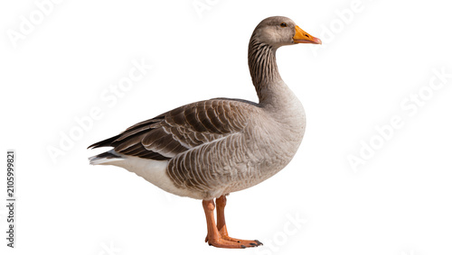Tableau sur toile Isolated domestic goose, a majestic and graceful waterbird standing proudly