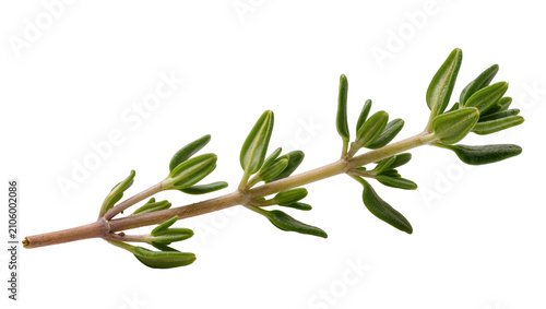Fotografía Isolated fresh green thyme sprig, fragrant culinary herb for flavoring and seasoning delicious food