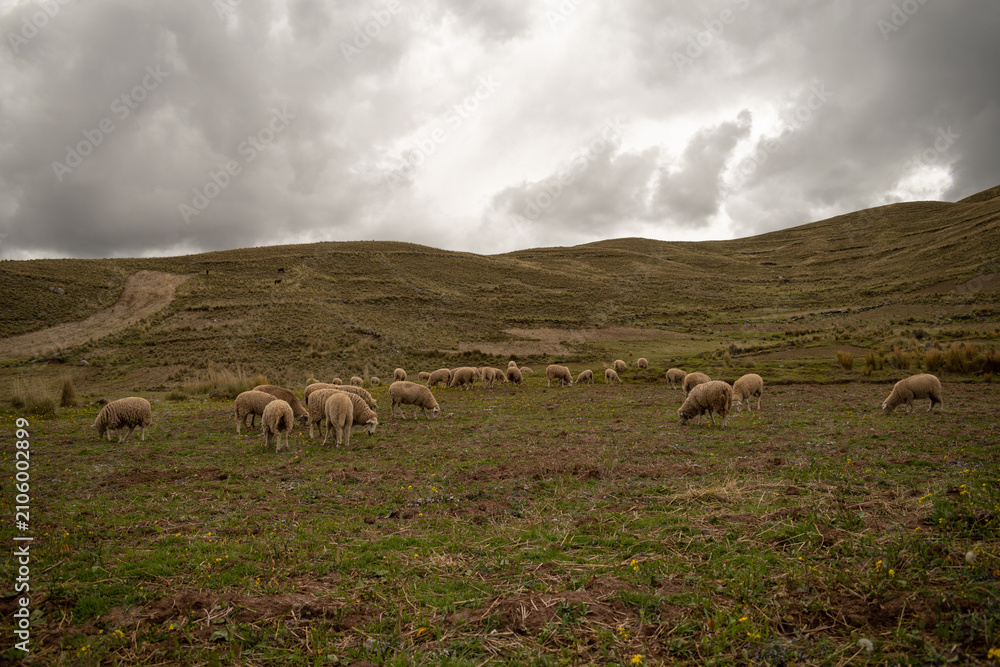 Fototapeta premium several sheep grazing in a meadow near mountains, with a cloudy sky in the background