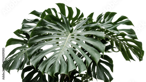 Isolated vibrant green Monstera Deliciosa houseplant with large, iconic tropical jungle leaves