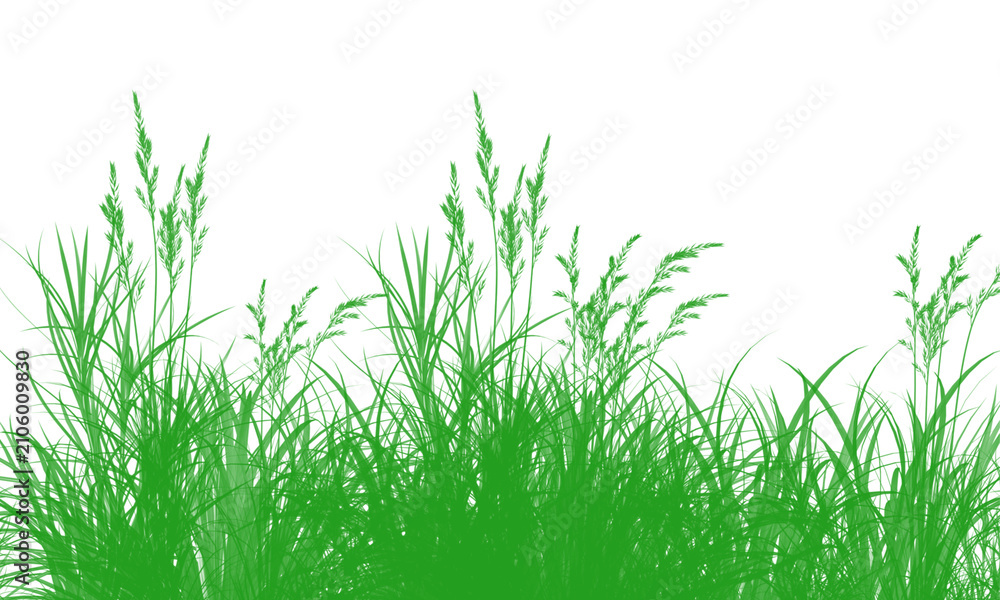 Fototapeta premium Green grass blades and stems illustration on transparent background