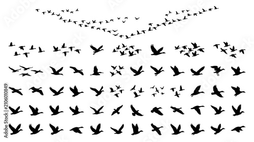 Quadro su tela Flock of Birds Silhouettes in Flight V Formation