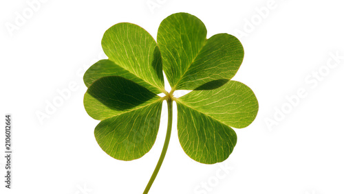 Quadro su tela Isolated four leaf clover, vibrant green plant with visible leaf veins, symbol o