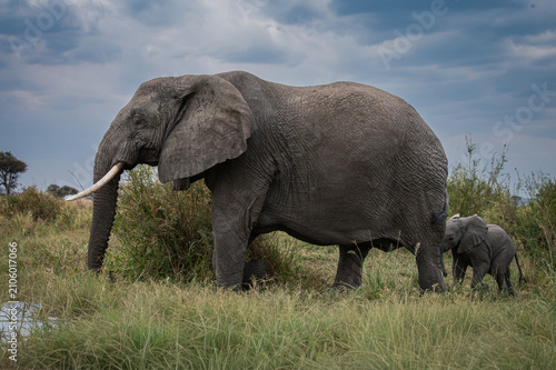 Obraz na płótnie Mother and Calf African Elephants in the Serengeti