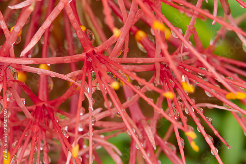 Red flower macro water droplet wet stamen pollen close up botanical tropical, vibrant macro view of wet red flower stamen with pollen and water droplet, soft bokeh background, fresh botanical
