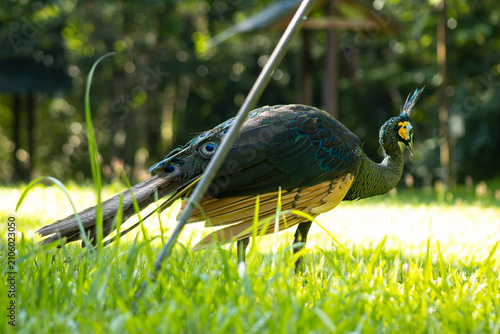Konstfotografi Peacock bird grass garden sunlight nature wildlife outdoor scene, colorful feath