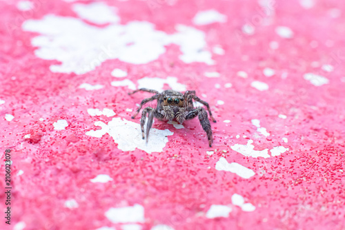 Foto Jumping spider macro pink texture pattern closeup arachnid wildlife on weathered