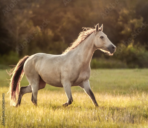 Photos Adult female champaign buckskin American Quarter Horse mare runs across tall gra