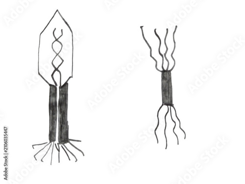 Bild auf Leinwand Simple neuron and dendrite cell diagram illustration