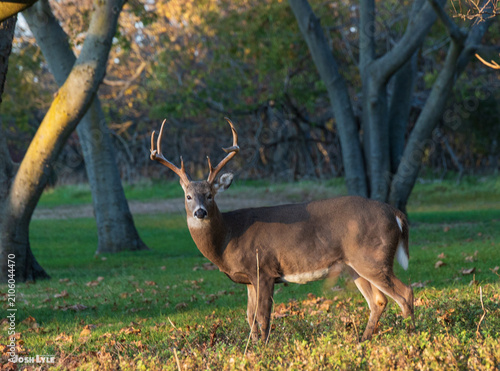Plakat white tailed deer in forest