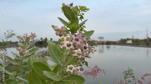 Beautiful Calotropis gigantea or crown flower plant with purple and white blossoms growing outdoors near a fishpond. Close-up footage of wild giant milkweed foliage gently swaying in the breeze under