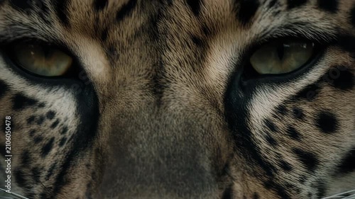 Macro close-up of a leopard's eye with sharp reflection detail, visible fur pattern around the eye