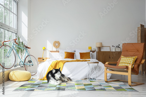 Siberian husky dog resting ...