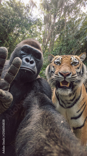 Gorilla and Tiger Selfie in Lush Jungle Environment.