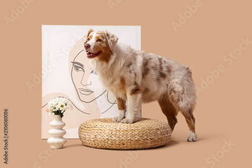 Cute Australian Shepherd do...