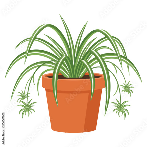Принти на полотні Spider plant in terra cotta pot houseplant illustration with houseplant greenery