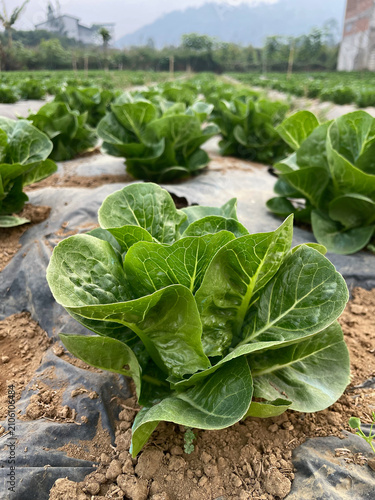 Принти на полотні Fresh Green Lettuce Growing in Rows on an Organic Vegetable Farm