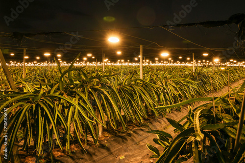 Фотография Night view of a dragon fruit plantation in Doumen District, Zhuhai City, Guangdo