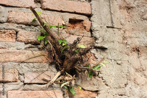 Cuadro en lienzo Plant roots growing through cracks in old brick wall