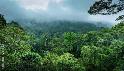 Kerala Rainforest Canopy M Lush Monsoon Background