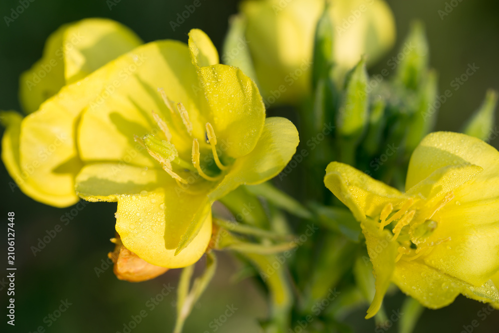 Fototapeta premium common evening-primrose, Oenothera biennis yellow flowers closeup selective focus