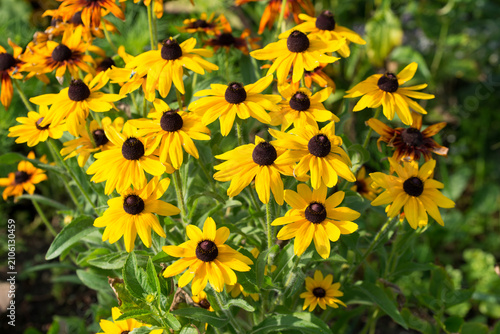 orange coneflower,
Rudbeckia fulgida garden flowers closeup selective focus