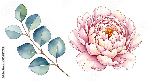 Watercolor Painting of Pink Peony Flower and Eucalyptus Branch.