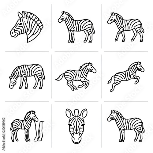 Set of cute zebra line icons in various poses