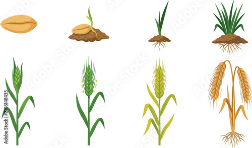 Wheat growth stages vector illustration showing the life cycle from seed to mature golden grain.