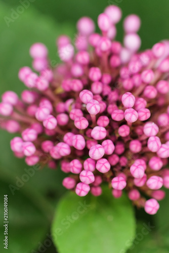 Close-up macro of the tiny pink buds of a stinky peony plant