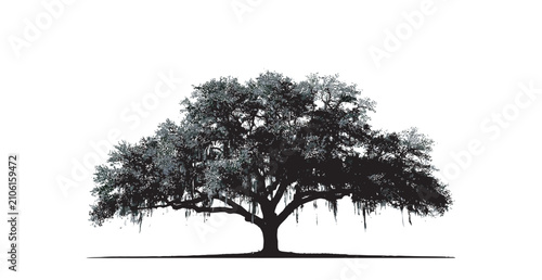 Detailed silhouette of a majestic southern oak tree with hanging moss isolated on white background