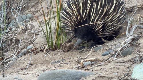 Short beaked echidna (Tachyglossus aculeatus) close up walking along a sandy track on the Fleurieu Peninsula in South Australia in 4K footage
