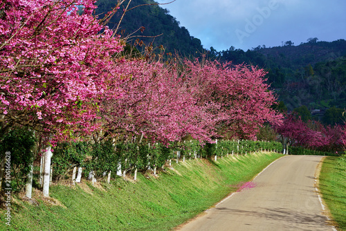 The beauty of cherry blossoms in full bloom, lining the roadside park.