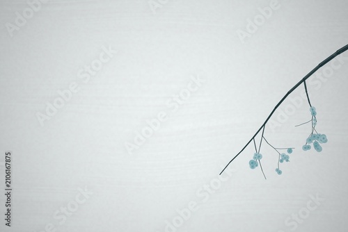 Minimalist branch with blue berries on white background