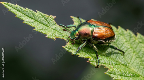 Japanese Beetle Resting on a Green Leaf