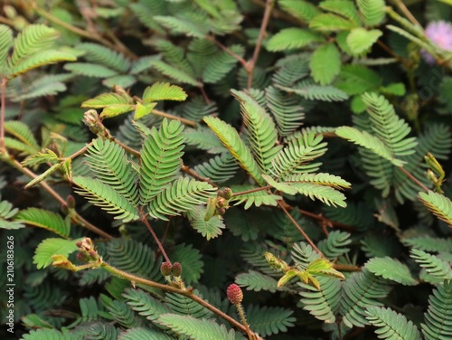 Bild auf Leinwand Close up of vibrant green mimosa pudica leaves, also known as sensitive plant or