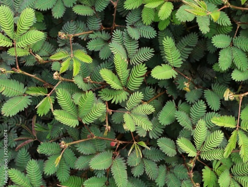 Tableau sur toile Close up of vibrant green mimosa pudica leaves, also known as sensitive plant or