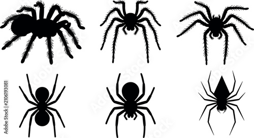 Fotografie Black spider vector silhouette collection featuring tarantulas and arachnids for