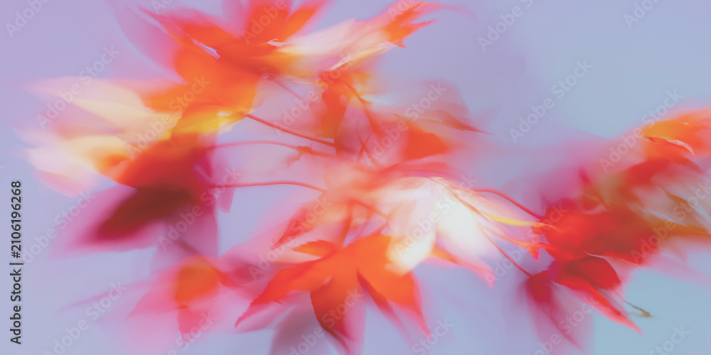 Fototapeta premium 紅葉, 秋, もみじ, 楓, 抽象, アート, アブストラクト, 背景, 壁紙, 日本, 和, 秋の風景, 秋色, 紅葉狩り, 紅葉シーズン, 赤, オレンジ, 落ち葉, 木の葉, 葉っぱ, ぼかし, ブラー, ソフトフォーカス, パステル, グラデーション, 淡い, 幻想的, 夢, ドリーミー, ロマンチック, 詩的, 芸術, ペイント, 水彩, 絵画風, 秋広告, ハロウィン, 十月, 十一月